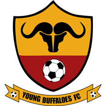 Young Buffaloes